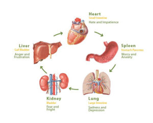 emozioni e organi